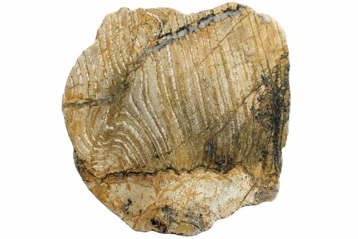 Strelley Pool Stromatolite Section - Billion Years Old #221600